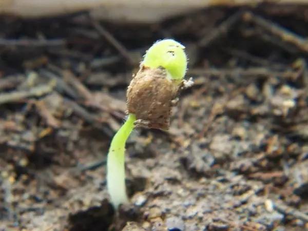 烟台吃小樱桃的地方,山东烟台绝对是吃樱桃的好地方