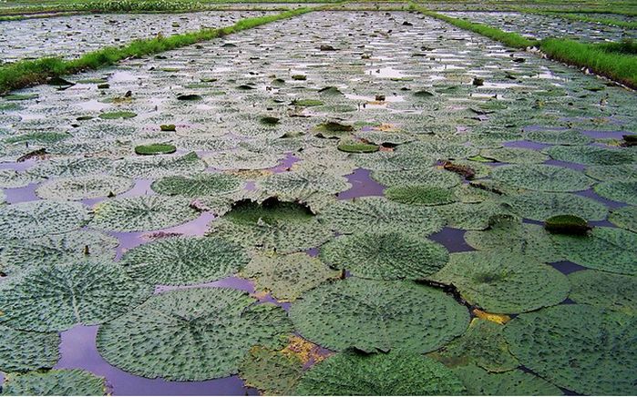 长在河里的板栗,长在水里的一种坚果