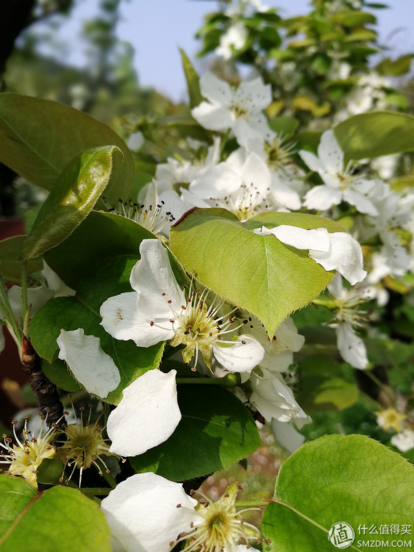 华为mate8与荣耀v9哪款更流畅不卡,荣耀v9鸿蒙2.0.0.125版本好用吗