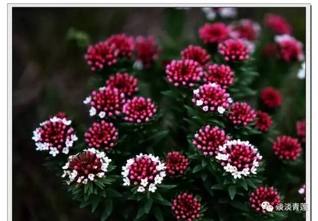 狼毒花有什么毒,狼毒花是花还是毒药