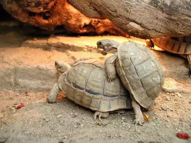 它被人冠以“小安格”的名号,却比真的安哥更金贵