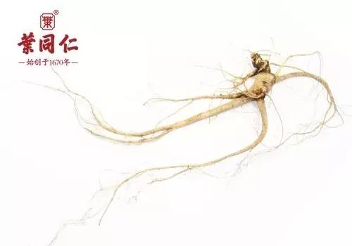 人参虽补但也不可胡乱进补,人参怎么吃才能大补