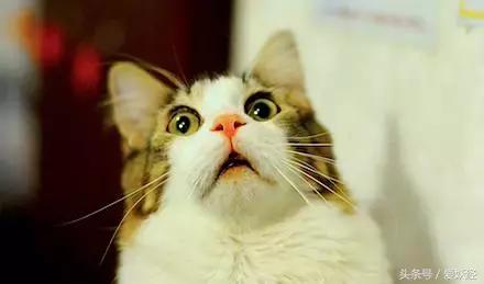 爱妖经｜给主子一个蒙眼神器，玩你想玩不敢玩的play