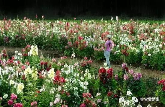 周末踏青最美樱花谷,周末乡村游田园美景醉游人
