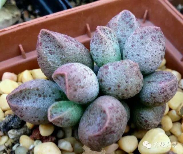 圆滚滚会出血斑的多肉 (十大超可爱的多肉)