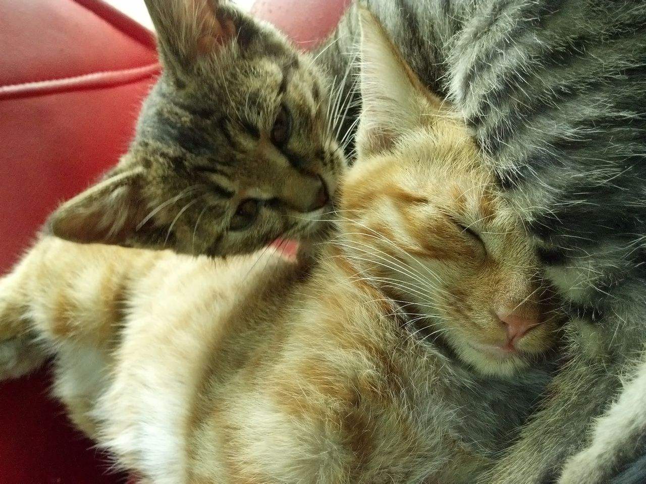 家里的两只猫都是公的咋办,家里两只猫怎么处理好