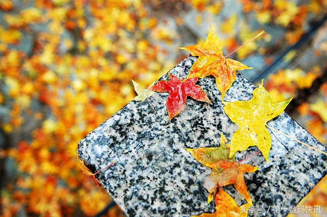 人生中的第一台相机尼康d7200,尼康最好的三款尼康d70s相机