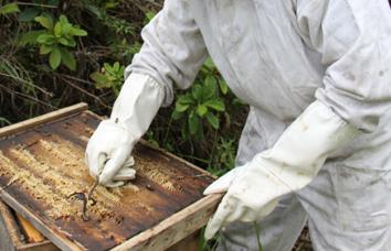 古埃及尸体防腐,古埃及蜂胶