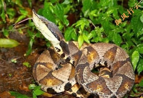 中国常见的十大毒蛇排行榜,中国最厉害的毒蛇是什么