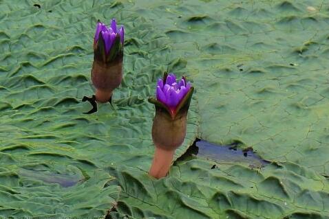 长在河里的板栗,长在水里的一种坚果