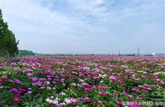 影响白芍价格行情的因素有哪些,白芍最新行情价格是涨还是降