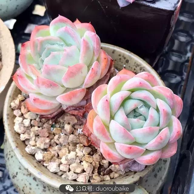 好养又耐看的多肉小老桩,好养活又漂亮的多肉老桩