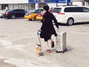 功夫猫搞笑动态图片,搞笑蓝猫gif动图