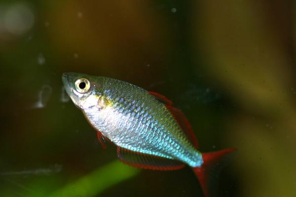 造景草缸灯,造景缸必养工具鱼