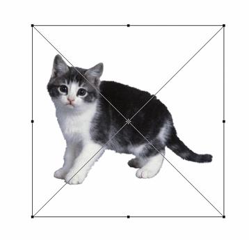 ps直接选择工具怎么变形,ps图片变形调整工具