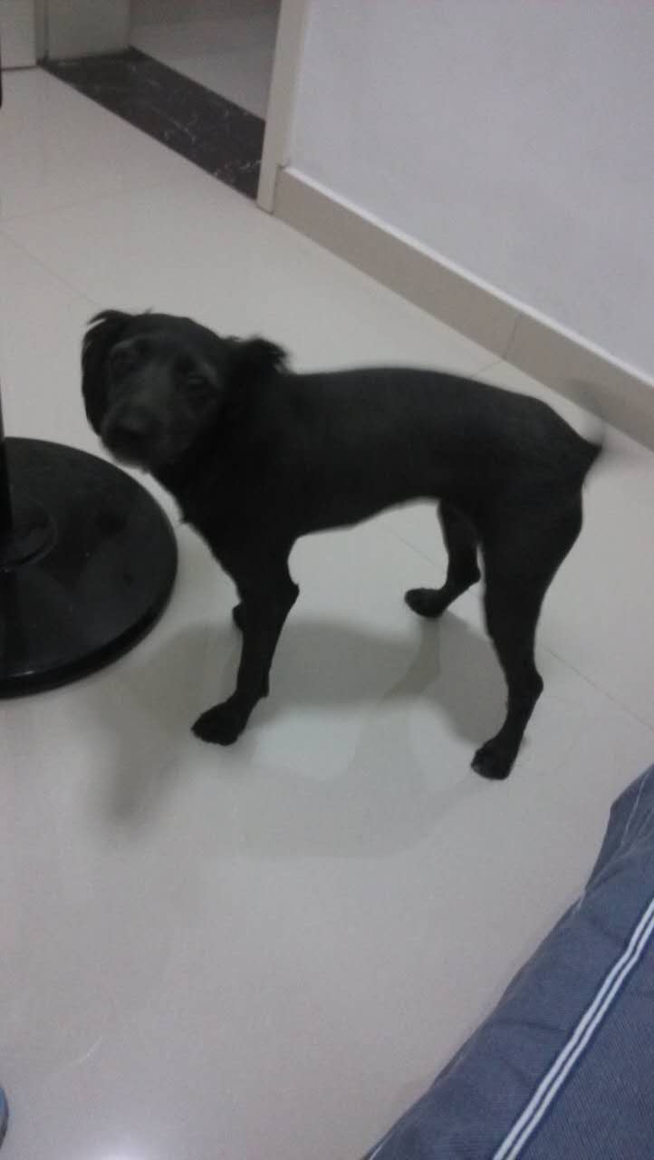 狗狗犬瘟热怎么治疗最快的方法,我家狗狗得了犬瘟怎么有效治疗呢