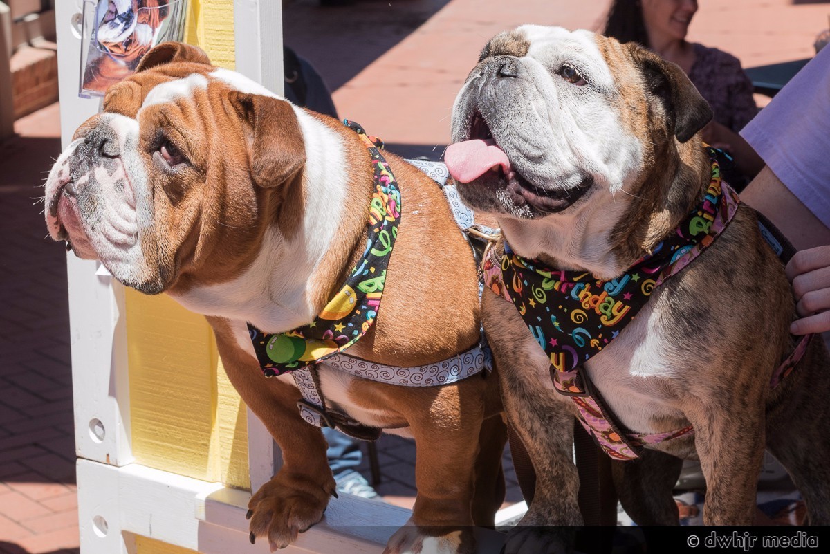 英国斗牛犬饲养方法,英国斗牛犬性格怎么样