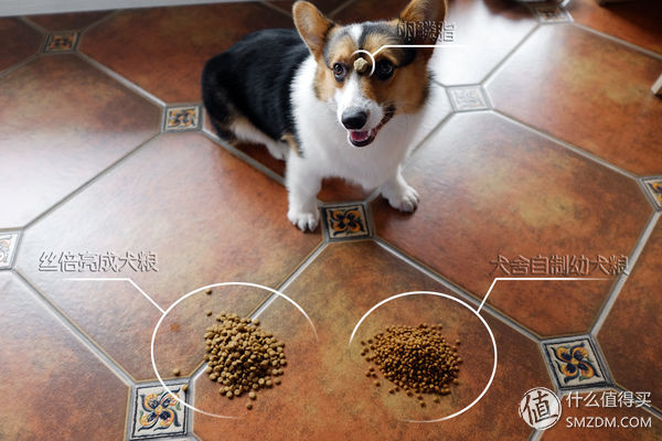 目测托米你要火!丝倍亮成犬全价托米亲吃评测以及托米的成长史