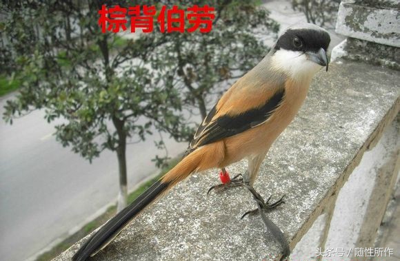 饲养伯劳的最佳温度是多少,伯劳饲养对身体有什么危害