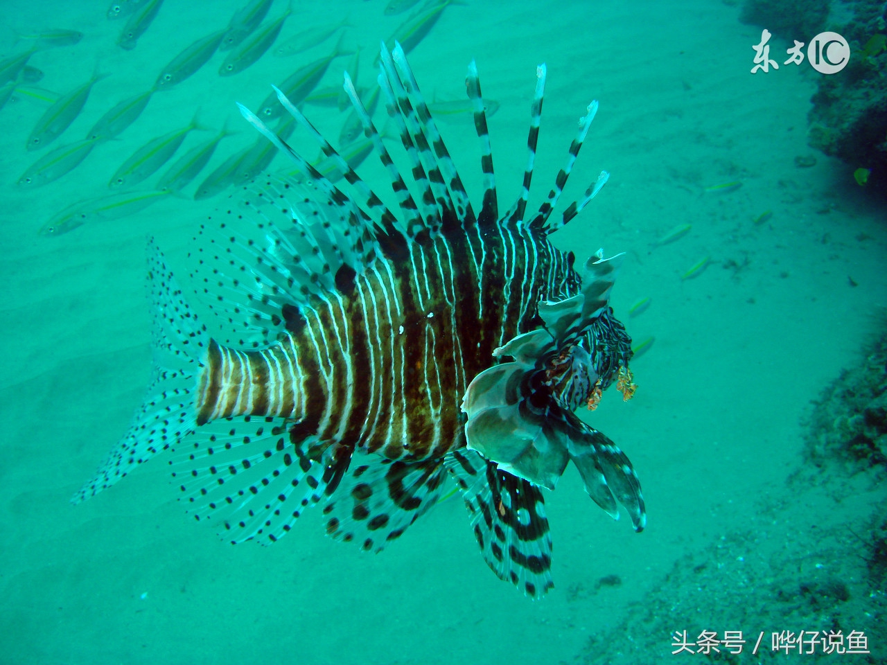 哗仔养水流程,养鱼初学者必知的宠物鱼养护指南