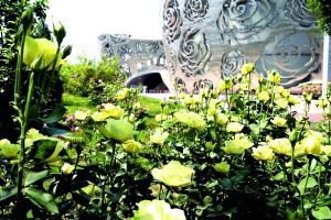 北京月季花十里花海在什么地方,月季花海等你来赏2018北京