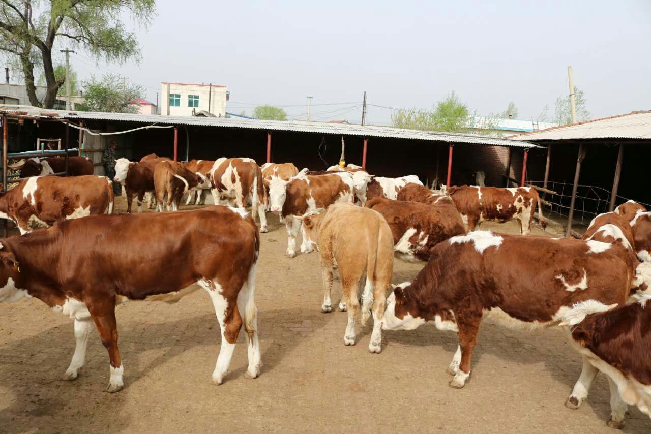 羊口蹄疫的病症图片,牛口蹄疫症状及治疗方法