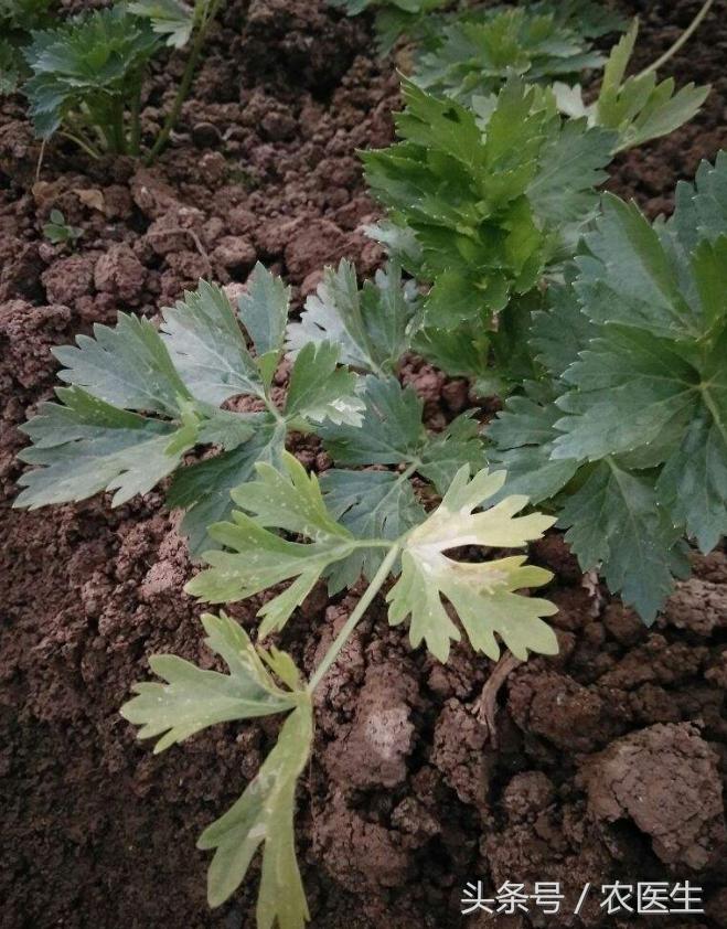 茄子灰霉病的最佳防治方法,茄子灰霉病打什么药好