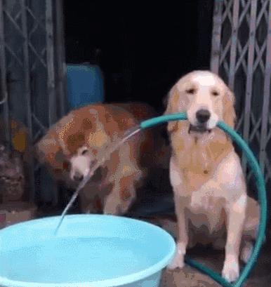 活生生的看着雪白的萨摩耶跟着哈士奇变成黑黢黢的