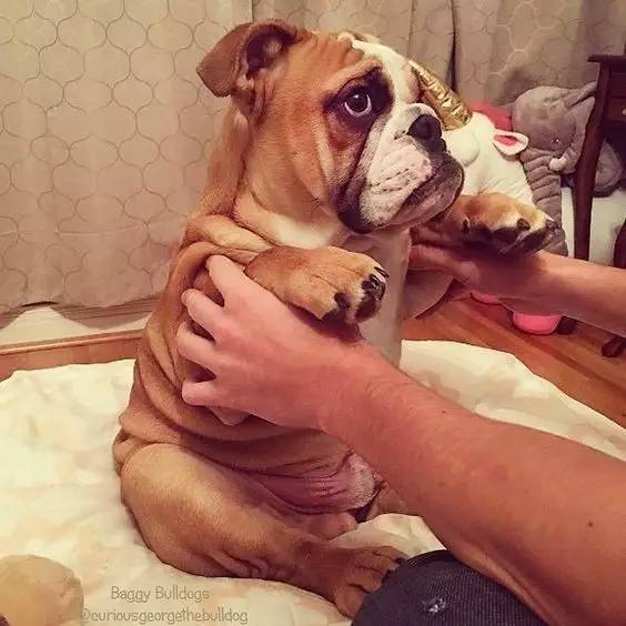 英国斗牛犬饲养方法,英国斗牛犬性格怎么样