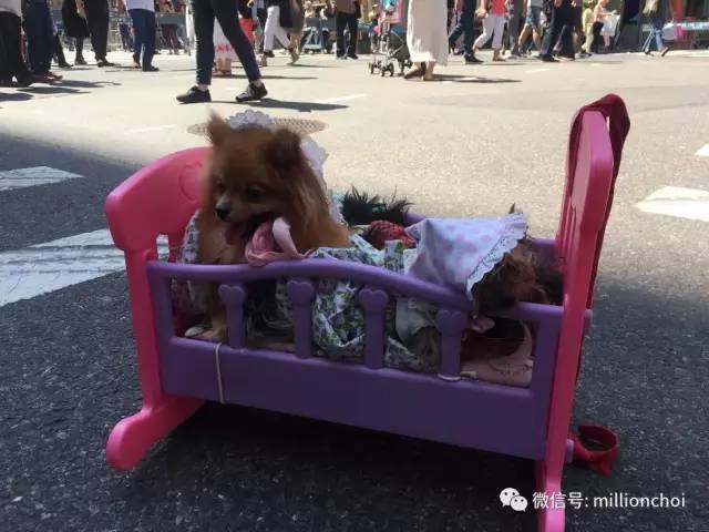 戛纳网红,戛纳的网红们