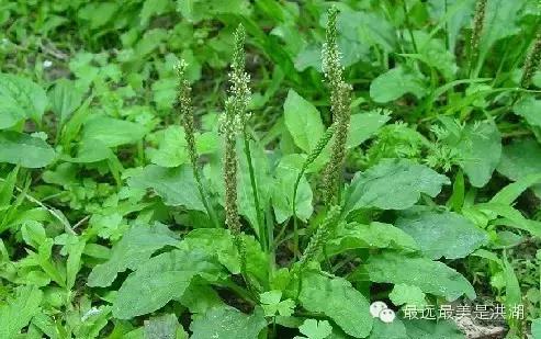 农村随处可见的野草,农村随处可见的草也能卖