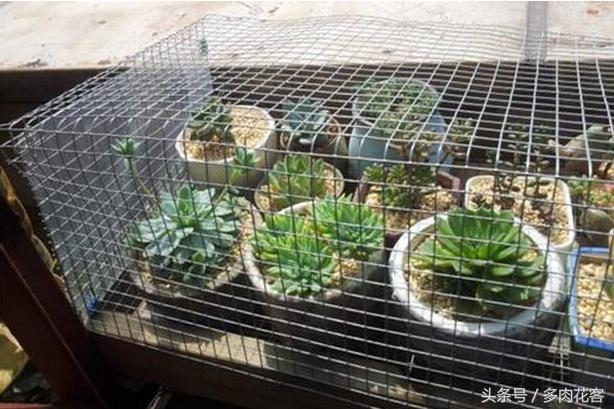 如何防止多肉被鸟咬,养多肉怎么防鸟