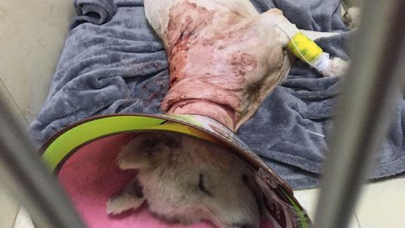 萨摩耶走丢了路边哭了两个小时,被主人遗弃的萨摩耶后续