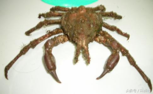 胆小的别进!青岛的海虫子,可以入药可以吃,鲍鱼也在内!