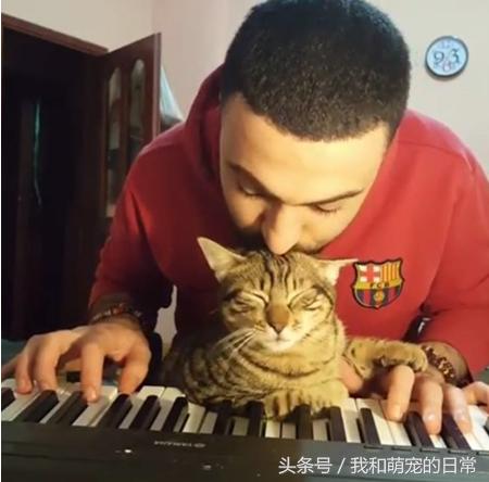 原来猫真的会弹钢琴,史上会弹钢琴的猫咪