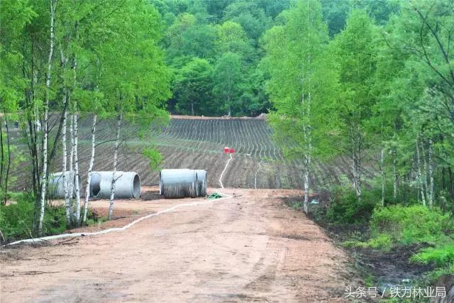 走进森林空气格外清新,走进天然氧吧呼吸新鲜空气