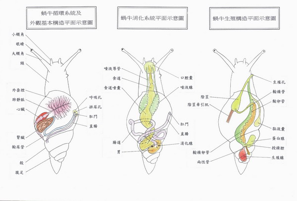 我们常见的蜗牛可不可以吃,蜗牛难道也可以吃吗