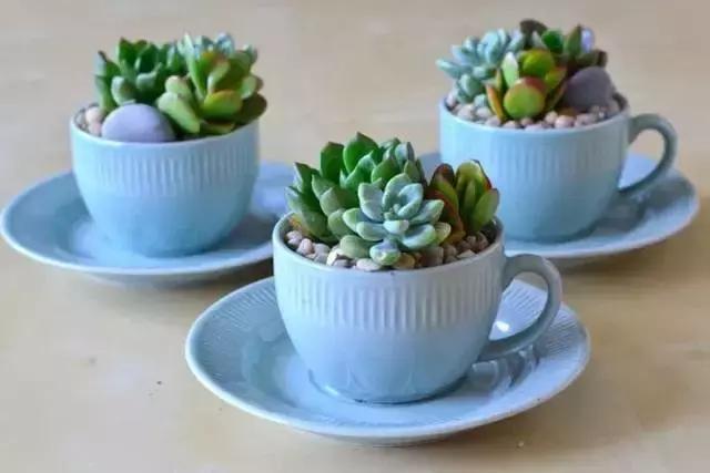 多肉化水叶片要不要摘下来,红宝石多肉掉叶子化水怎么办