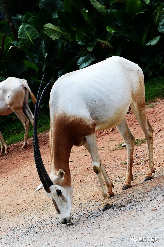 广州长隆野生动物园游玩攻略,广州长隆野生动物园攻略自由行