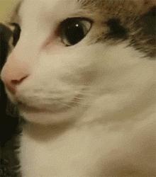 看到这脸第一反应是求番号~