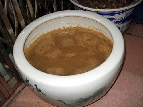 碗莲发完芽之后应该怎么养殖,用碗莲的种子养殖多久可以开花