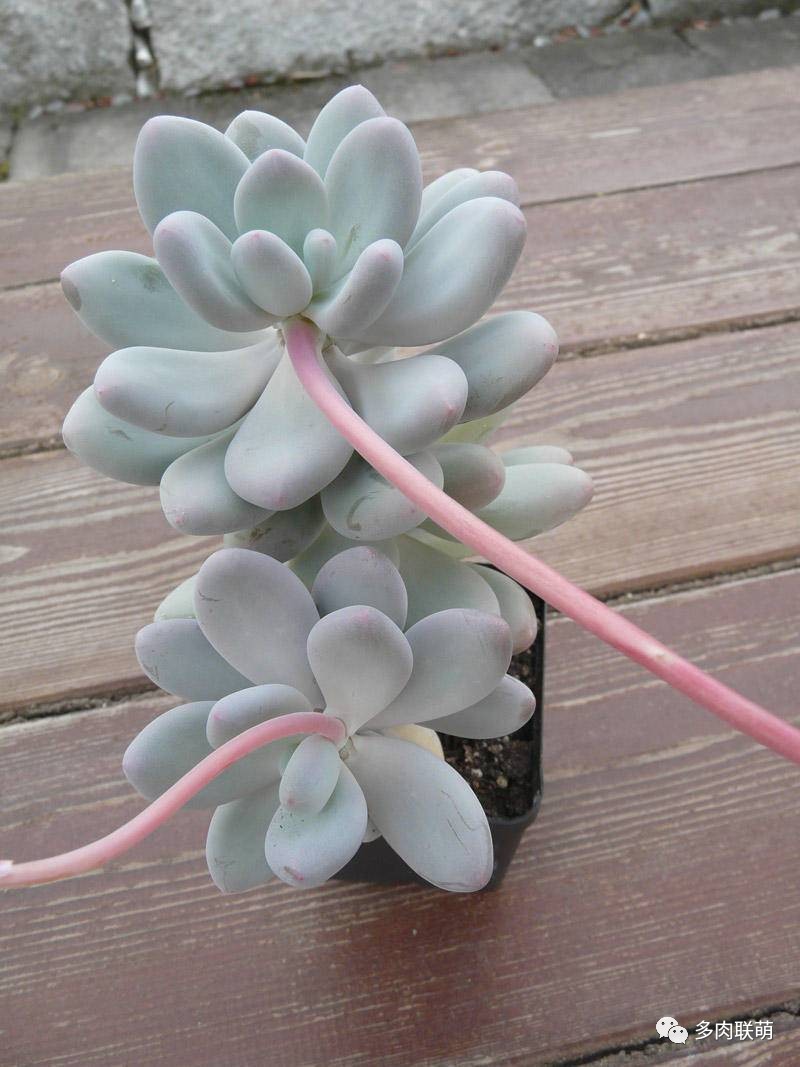 韩系美人多肉,稀有的美人系多肉