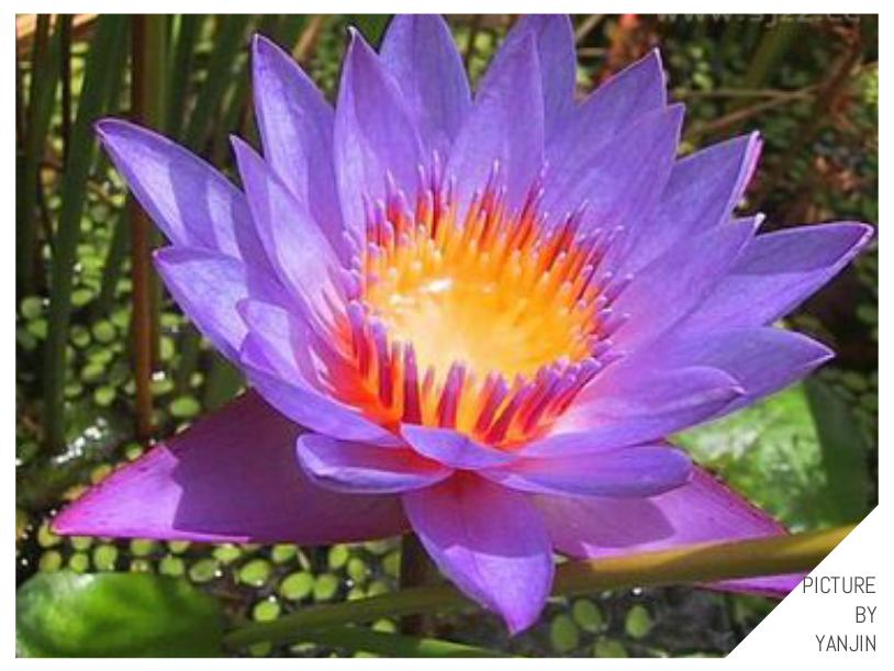 世界上最贵的花是什么,史上最贵的十种花和价格