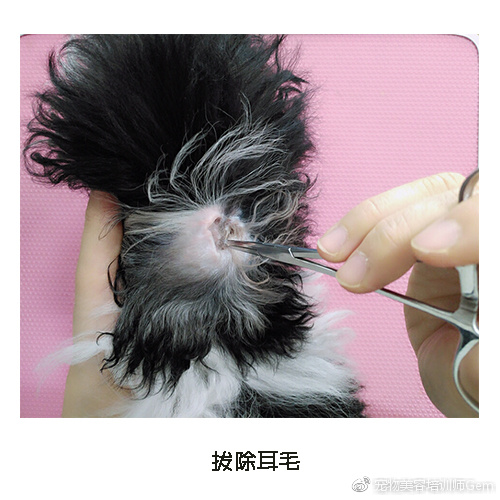 宠物美容小课堂第三堂之清理耳道
