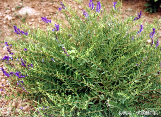 黄芩黄连地肤子苦参白茅根怎么用,荆芥黄连苦参黄芩地肤子
