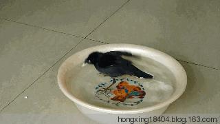 宠物知识在线解答,宠物八哥知识大全