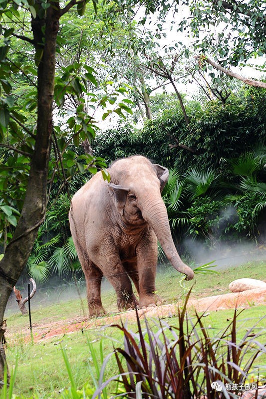 广州长隆野生动物园游玩攻略,广州长隆野生动物园攻略自由行