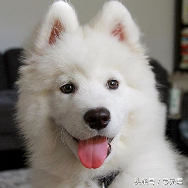 狗狗耳朵原来是立的怎么会垂下去,萌宠趣事是什么意思