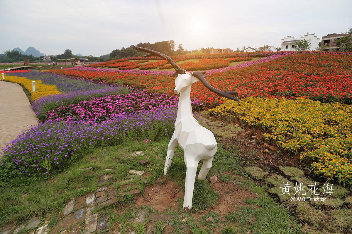 贺州暴雨黄姚花海,黄姚花海旅游攻略路线