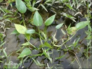 稻田里的杂草有什么功效,农村田里面长的杂草有的是中药吗